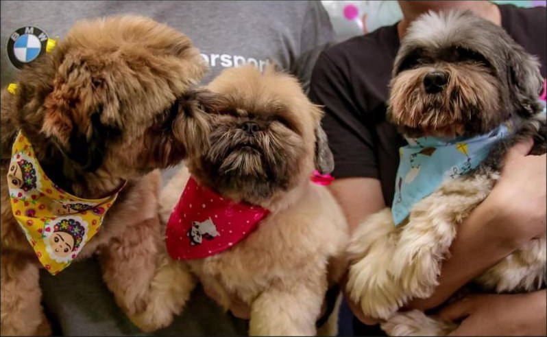 Três cães de pelo longo com lencinhos, depois da tosa higiênica no Esteticão