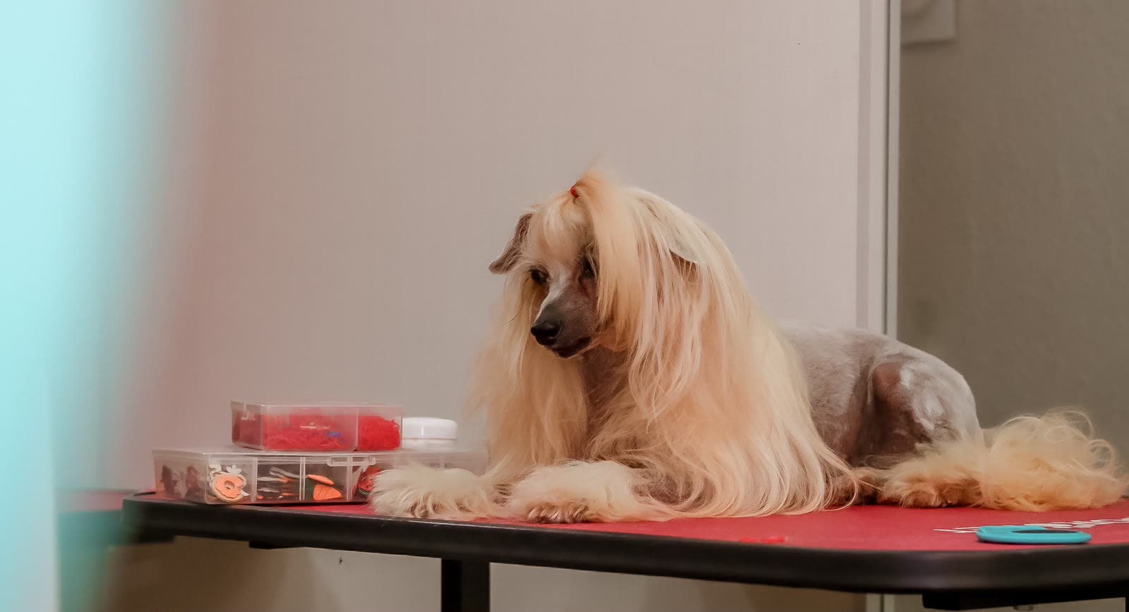Cão tosado na mesa de estética do Esteticão e Gato
